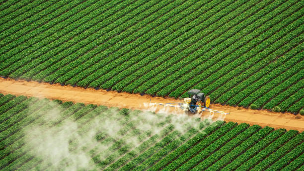 Best Ant Control Services  in North Vacherie, LA